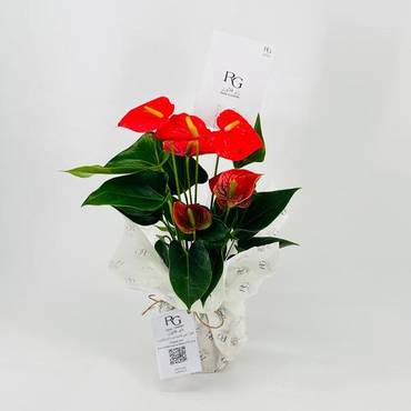 صورة مصغرة 3
