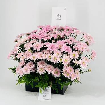 صورة مصغرة 2