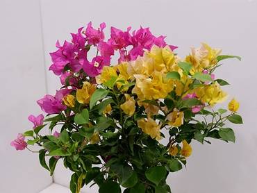 صورة مصغرة 3