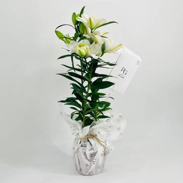 صورة مصغرة 2