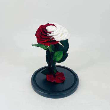 صورة مصغرة 3