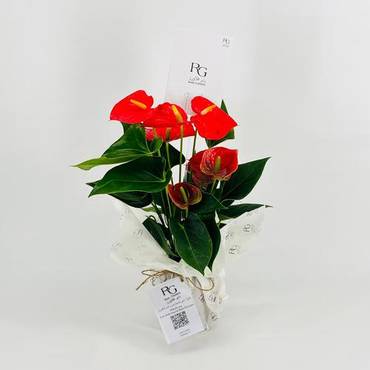 صورة مصغرة 1