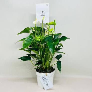 صورة مصغرة 1