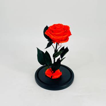 صورة مصغرة 3