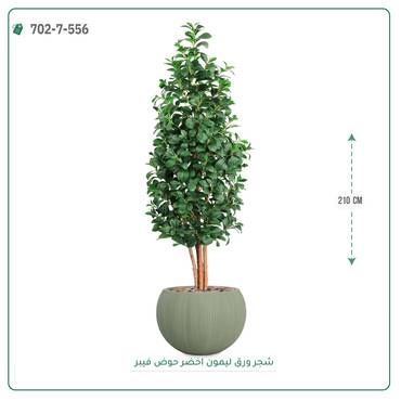 صورة مصغرة 4
