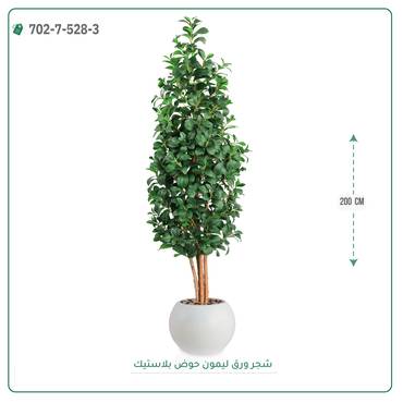 صورة مصغرة 6