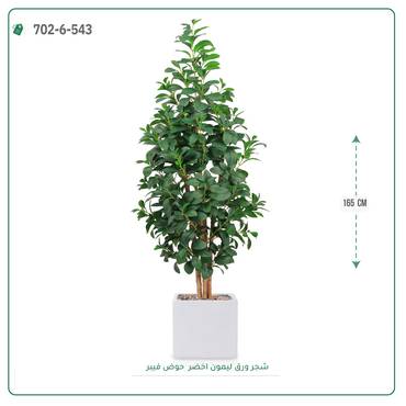 صورة مصغرة 4