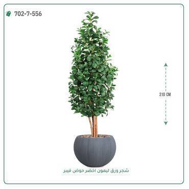 صورة مصغرة 7