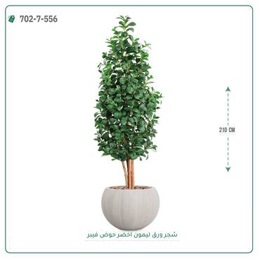 صورة مصغرة 9