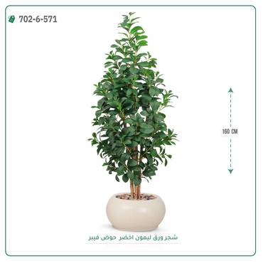 صورة مصغرة 2
