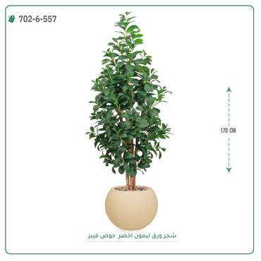 صورة مصغرة 5