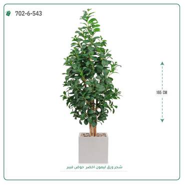 صورة مصغرة 7