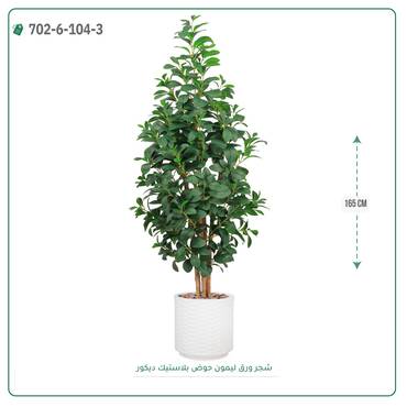 صورة مصغرة 4