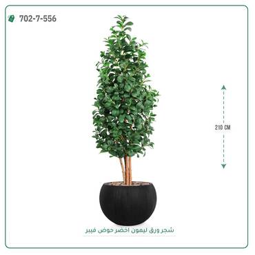 صورة مصغرة 2