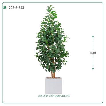صورة مصغرة 5