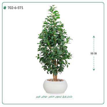 صورة مصغرة 3