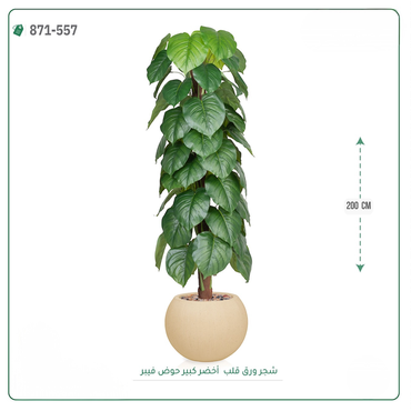 صورة مصغرة 5