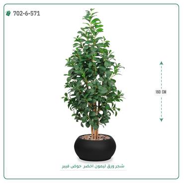 صورة مصغرة 6