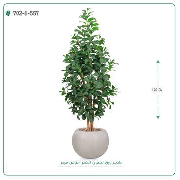 صورة مصغرة 2