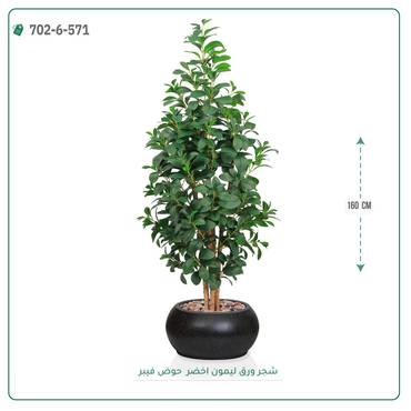 صورة مصغرة 5