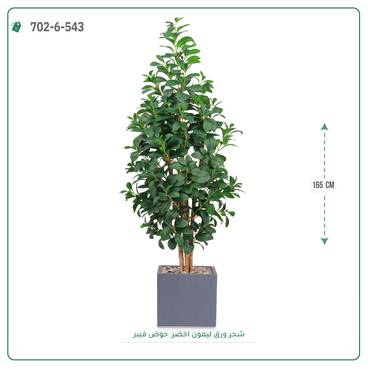 صورة مصغرة 2