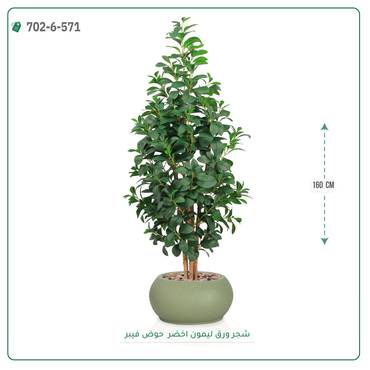 صورة مصغرة 4