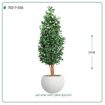 صورة مصغرة 1