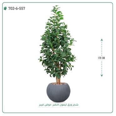 صورة مصغرة 8