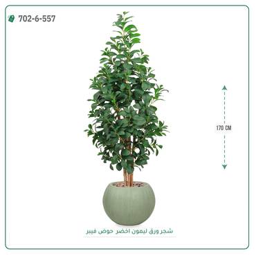 صورة مصغرة 4