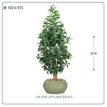 صورة مصغرة 1