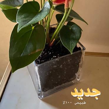 صورة مصغرة 1