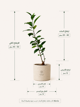 صورة مصغرة 2