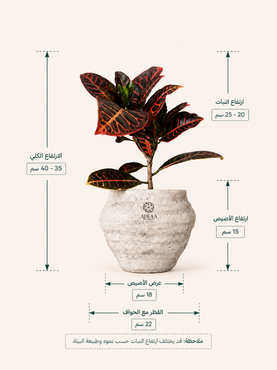 صورة مصغرة 2