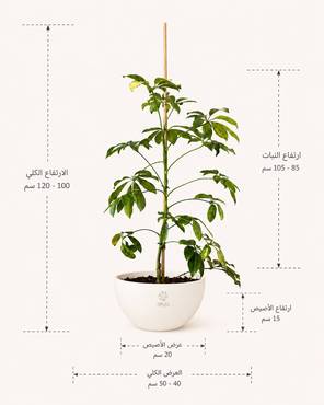 صورة مصغرة 2