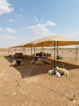 صورة مصغرة 13