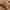 اقراط اليجريا _image_1