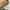 خلخال ايليت_image_0