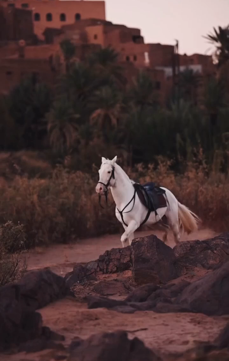 اصالة الخيل العربي