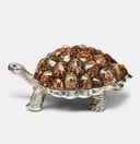 Limited Edition Galapagos Tortoise Decorative Box with Limpet Shells