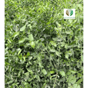 أراك - Salvadora persica | مركن 16