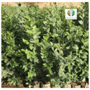 سدر بلدي - Ziziphus spina-christi