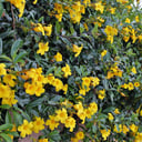 ألمندة - مركن 16