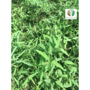 أراك - Salvadora persica&nbsp;