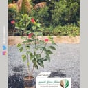 جاتروفا أحمر