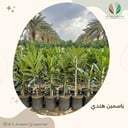 ياسمين هندي - Plumeria alba
