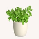 Italian Basil