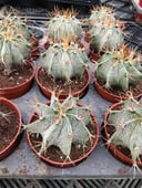 Astrophytum Ornatum