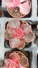 Echeveria pink 