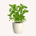 Egyptian Basil