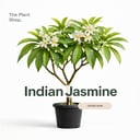 Indian Jasmine 